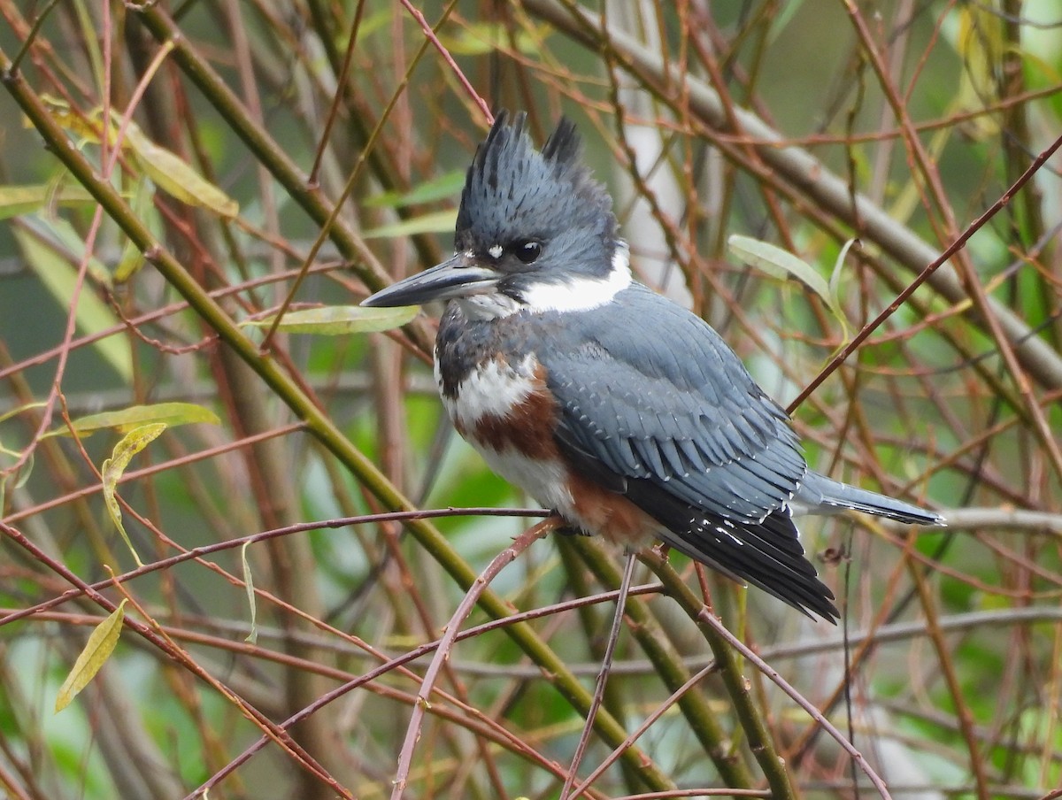 Belted Kingfisher - ML646940381