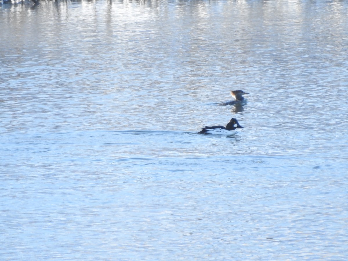 Garrot à oeil d'or - ML646940383
