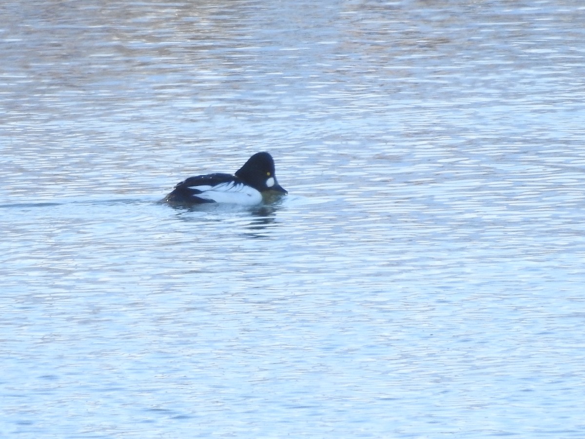 Garrot à oeil d'or - ML646940384