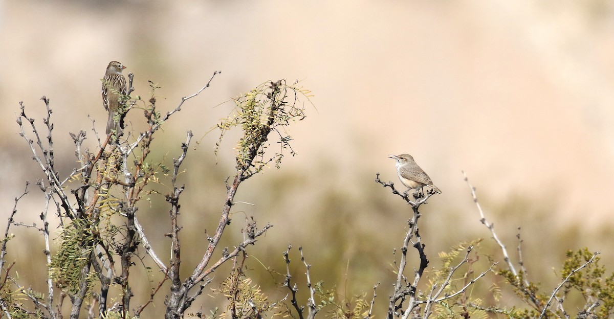 Rock Wren - ML646940387