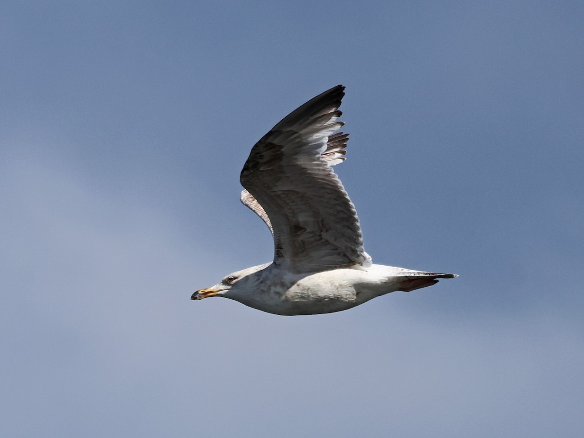 ニシセグロカモメ - ML646940394