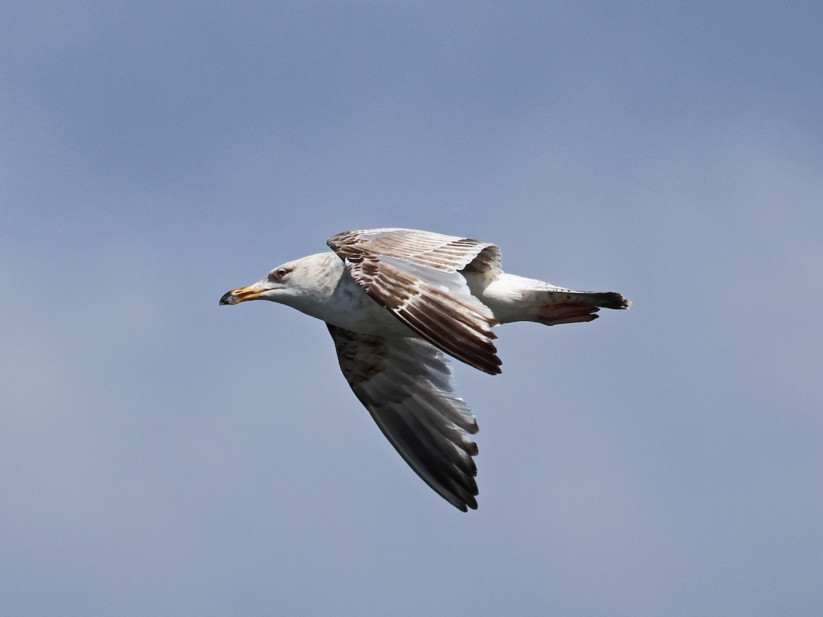 ニシセグロカモメ - ML646940395