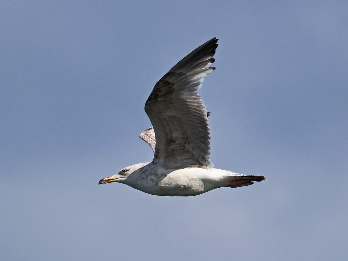 ニシセグロカモメ - ML646940396