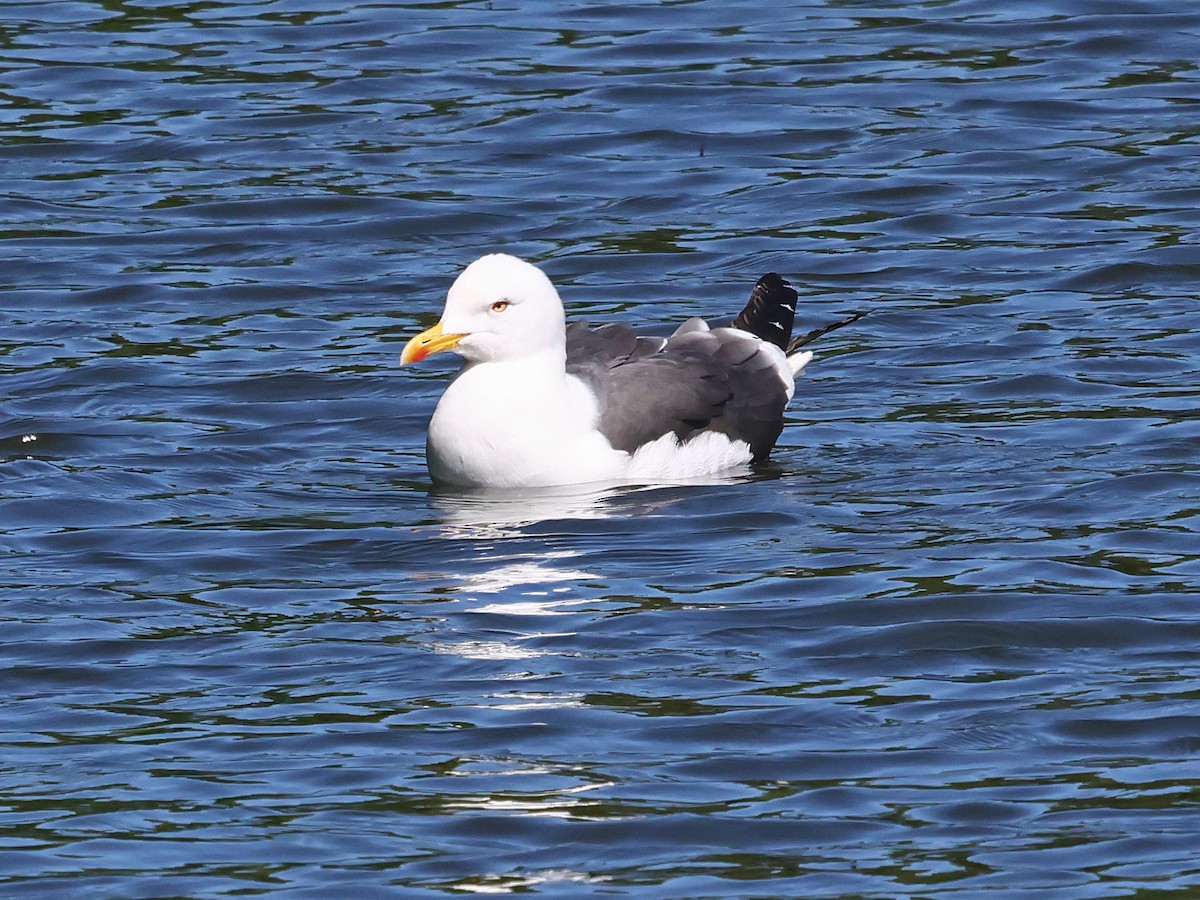 ニシセグロカモメ - ML646940397