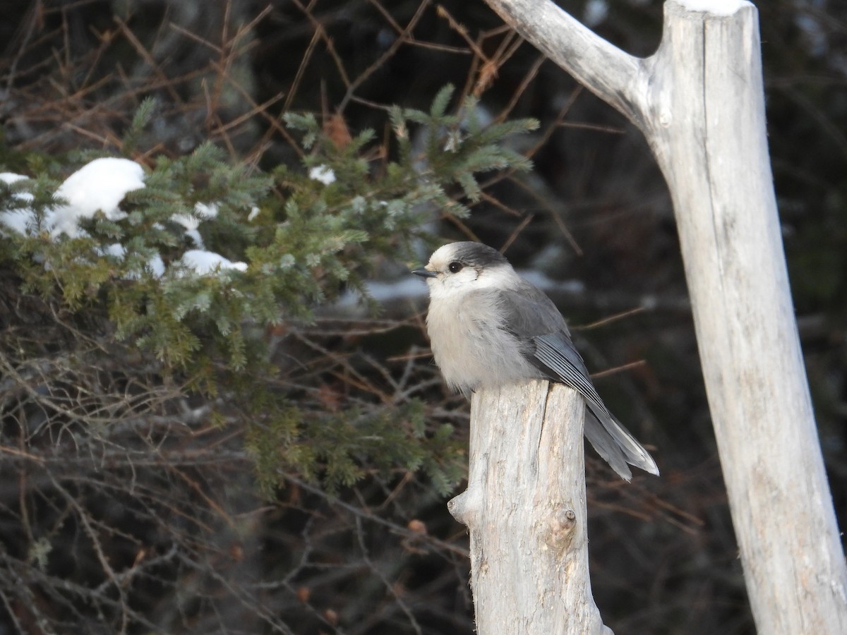 Canada Jay (Boreal) - ML646940398