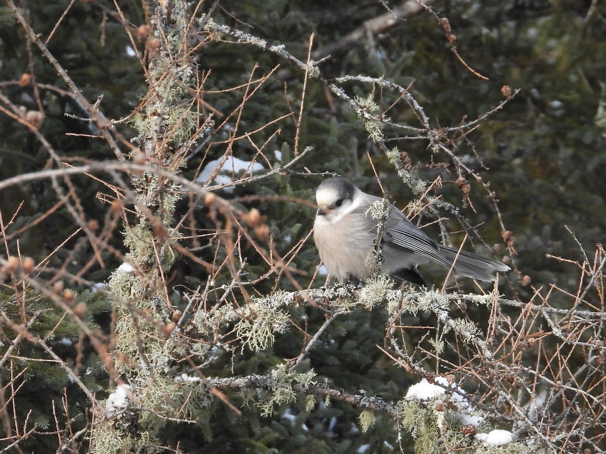 Canada Jay (Boreal) - ML646940399