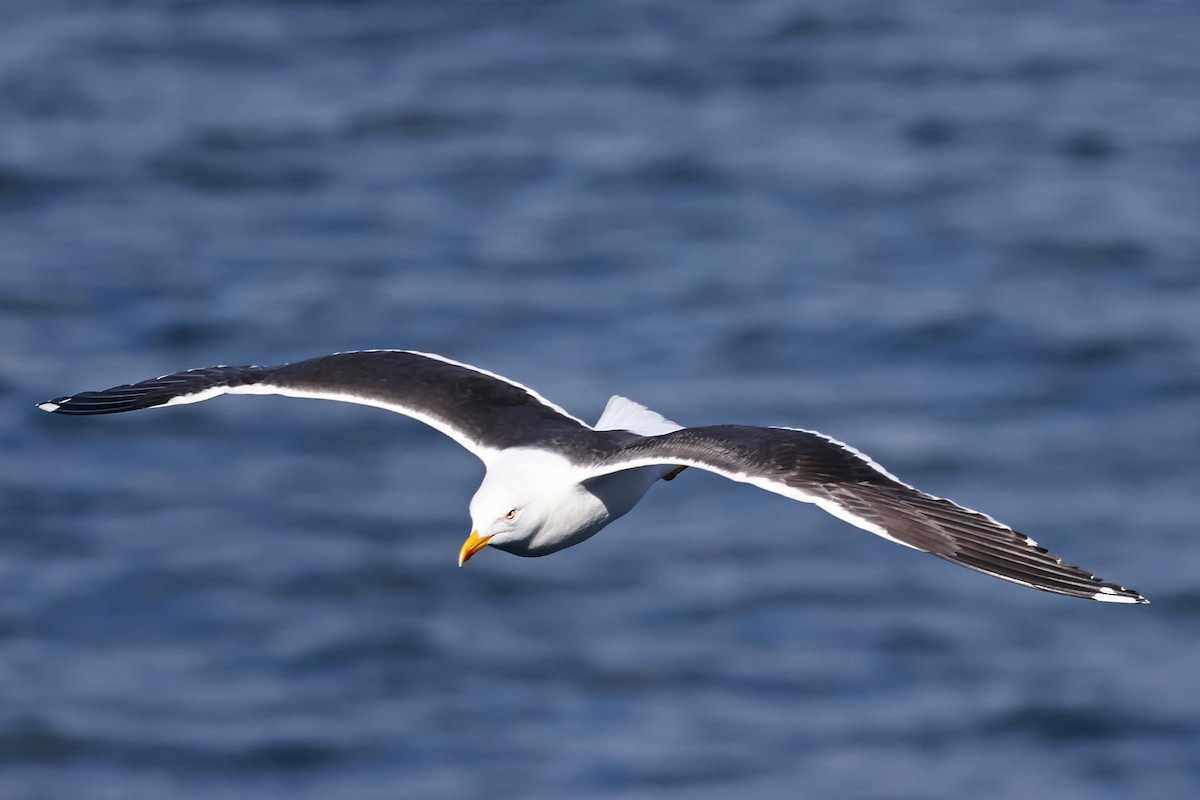 ニシセグロカモメ - ML646940400