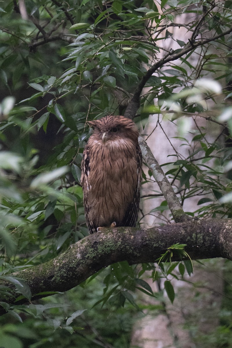 ketupa rybí - ML646940401