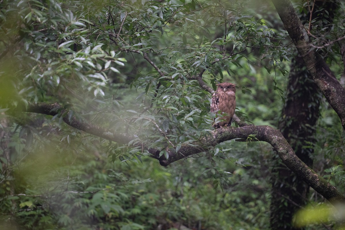 ketupa rybí - ML646940403