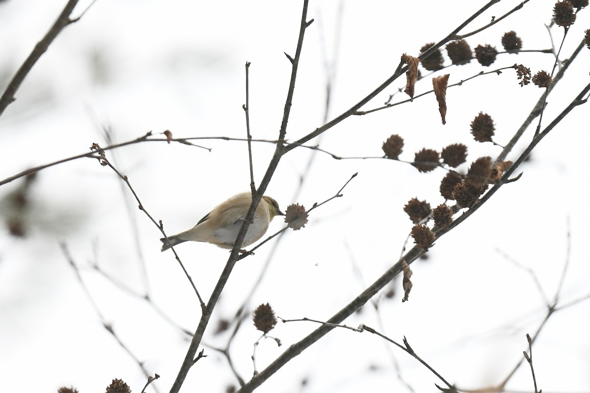 オウゴンヒワ - ML646940404