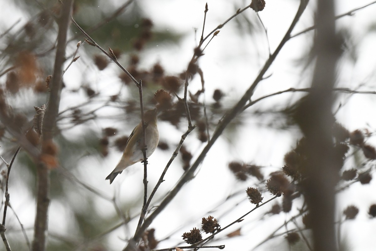 オウゴンヒワ - ML646940411