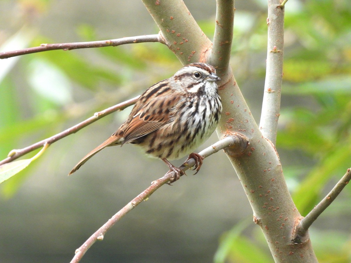 Song Sparrow - ML646940414