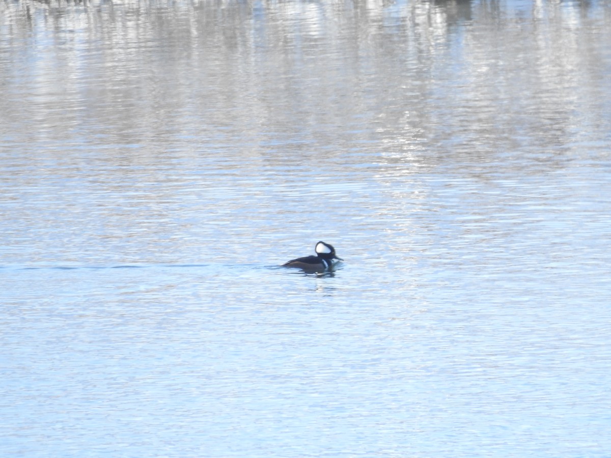 Harle couronné - ML646940421