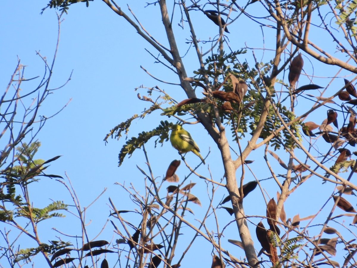 Common Iora - ML646940422