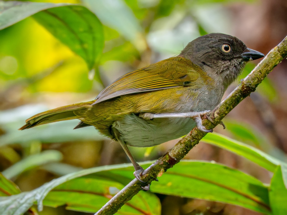 Dusky Chlorospingus - ML646940426