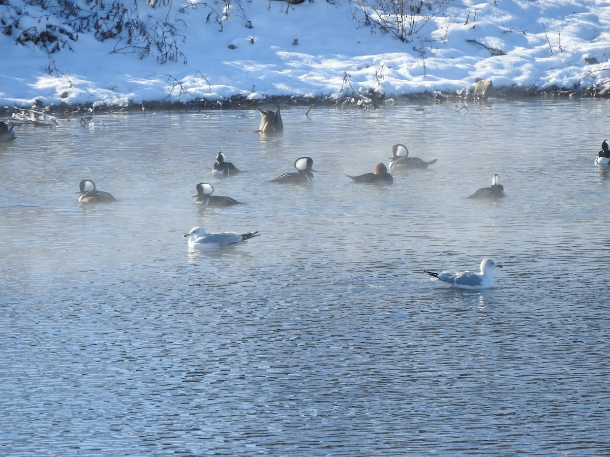 Harle couronné - ML646940427