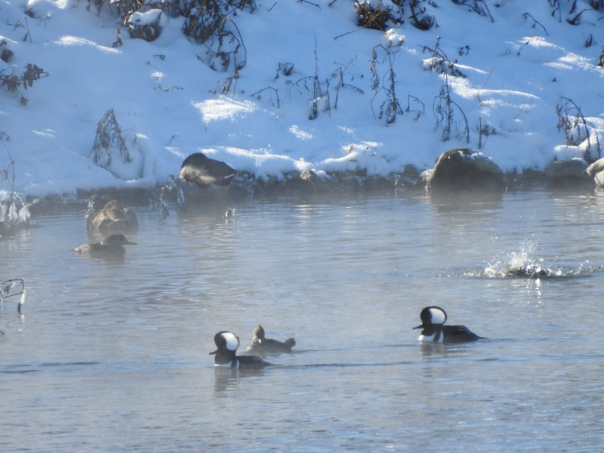 Harle couronné - ML646940428