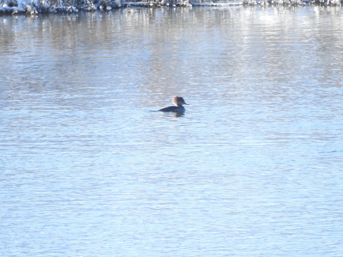 Harle couronné - ML646940429