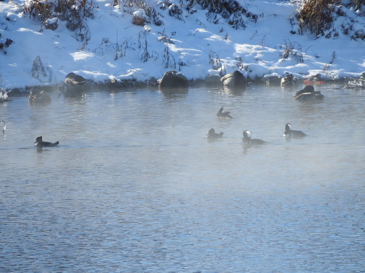 Harle couronné - ML646940430