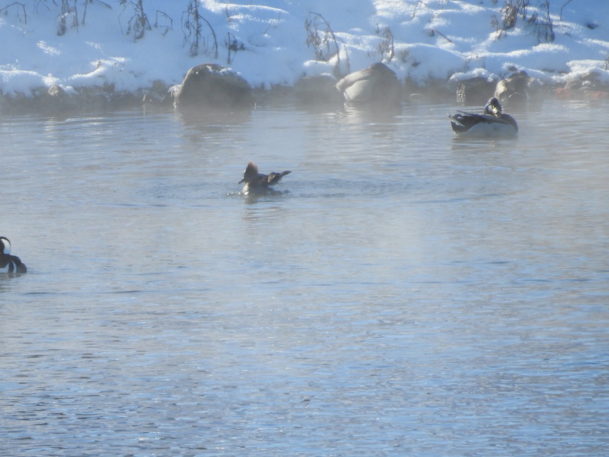 Harle couronné - ML646940431