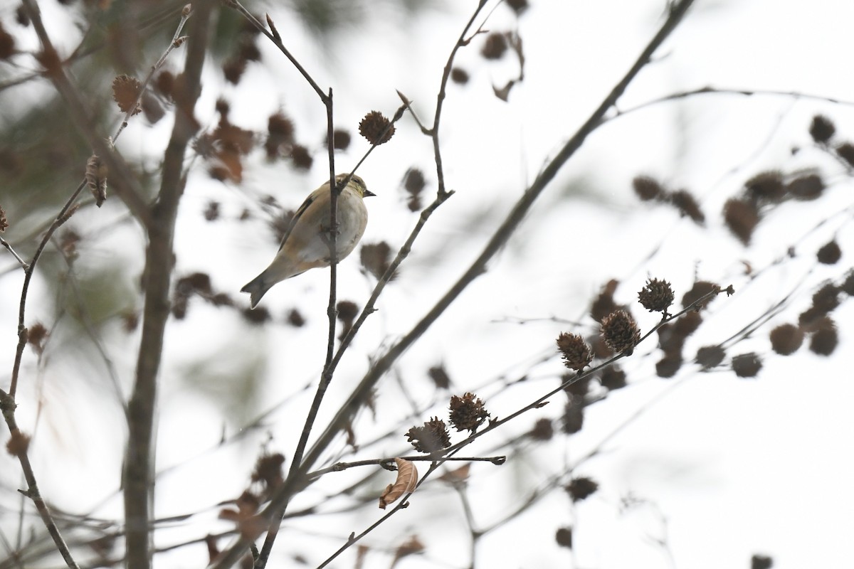 オウゴンヒワ - ML646940436