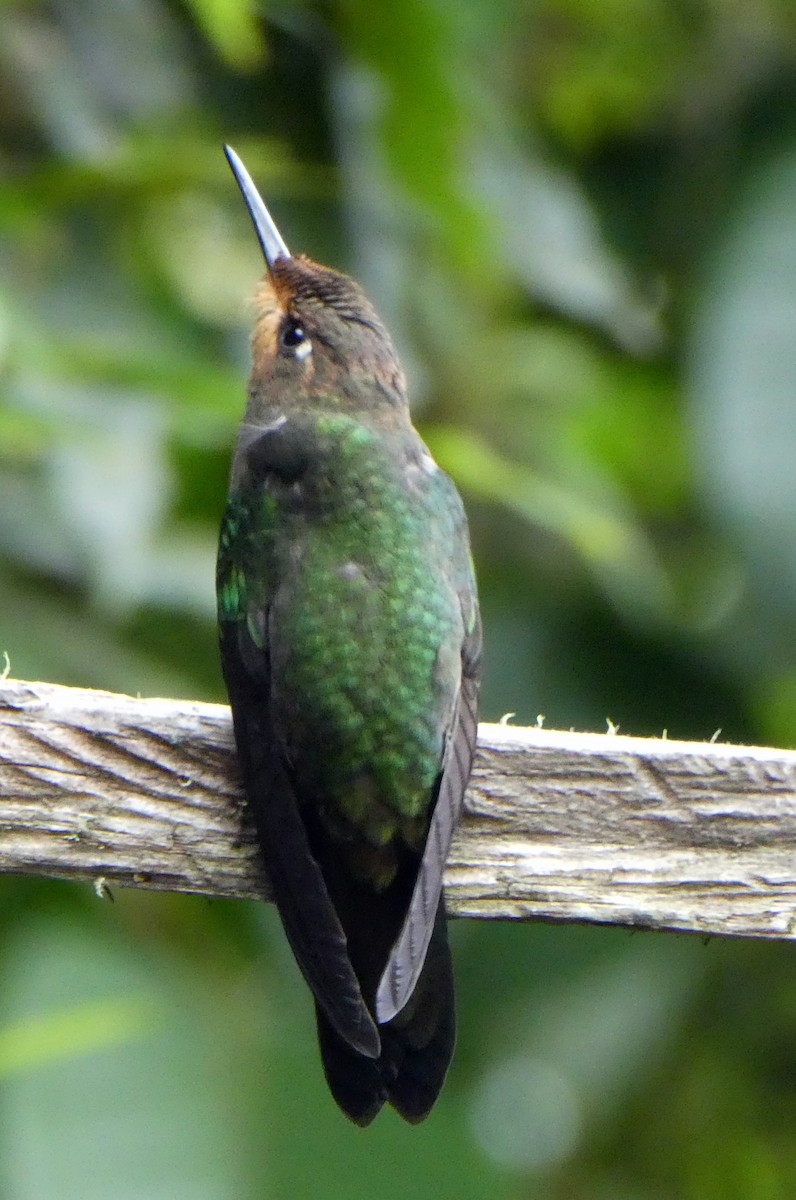 Violet-fronted Brilliant - ML646940440