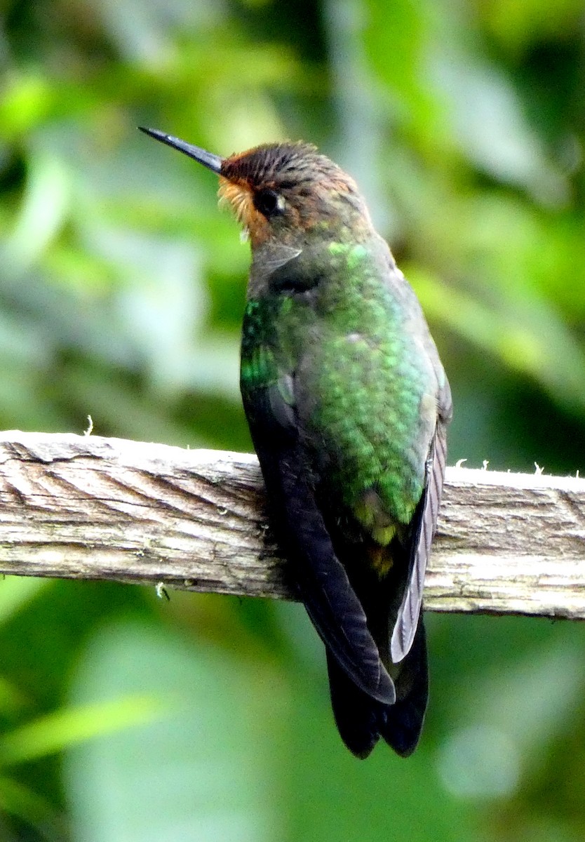 Violet-fronted Brilliant - ML646940441