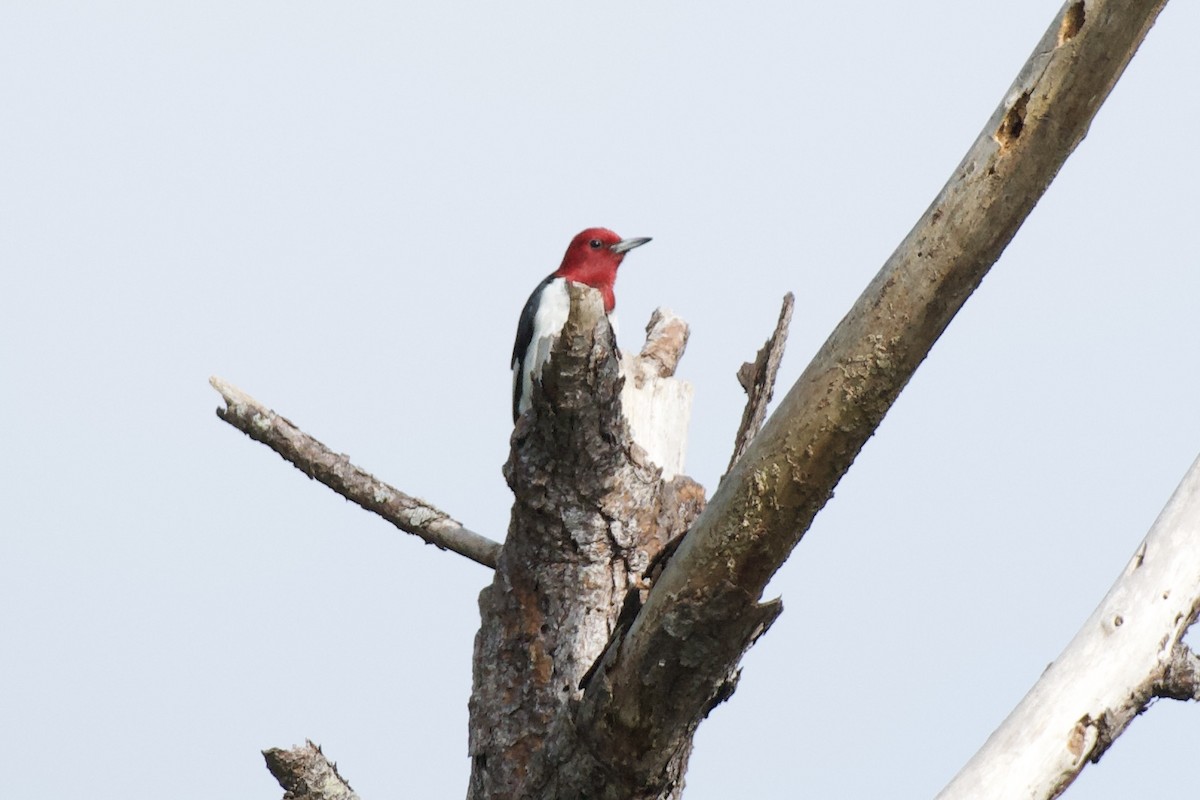 Red-headed Woodpecker - ML646940442