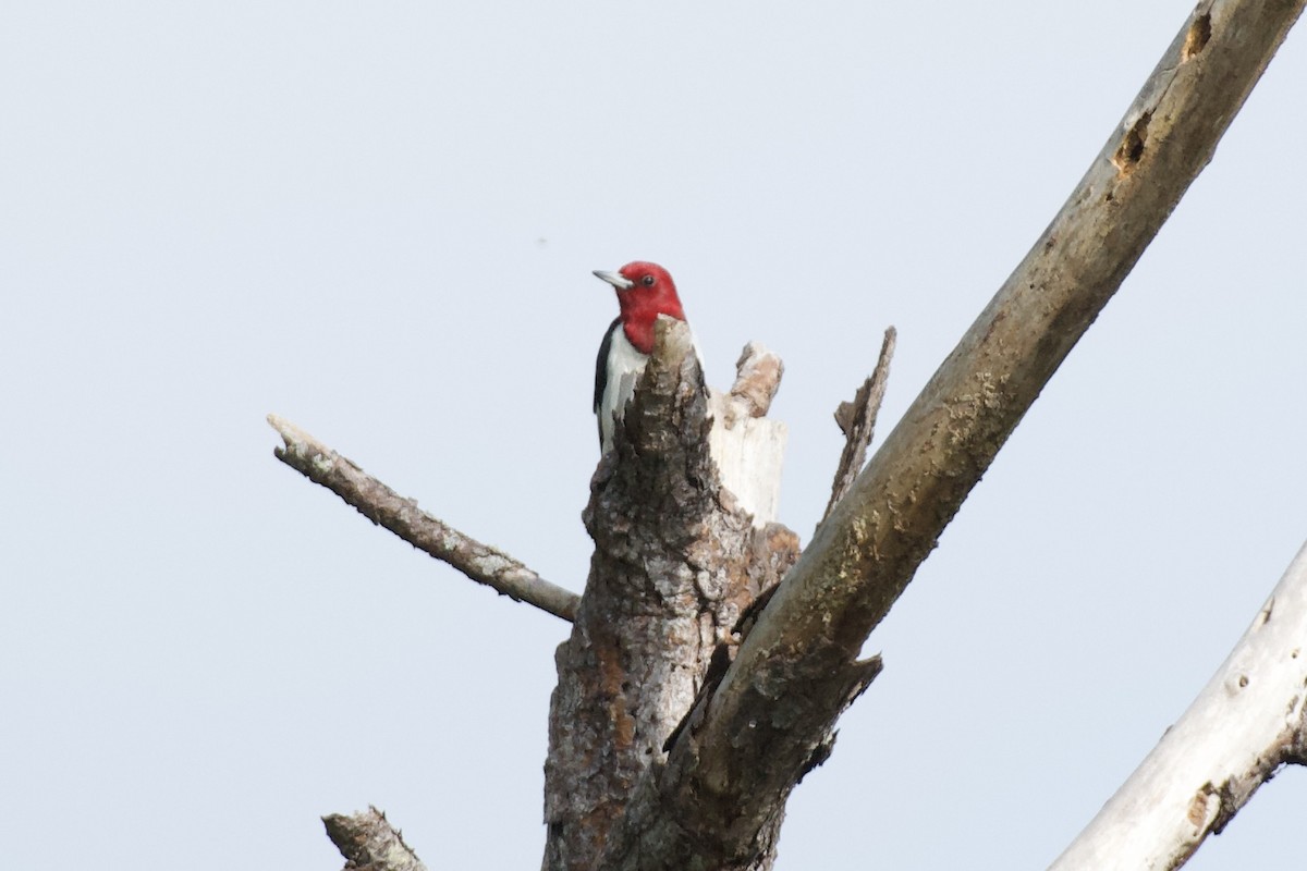 Red-headed Woodpecker - ML646940443