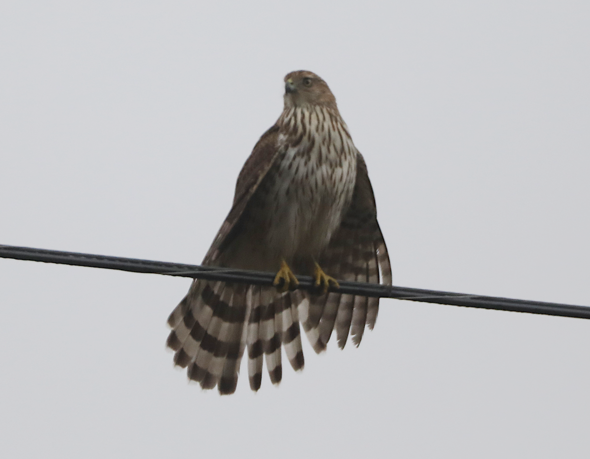 Cooper's Hawk - ML646940455