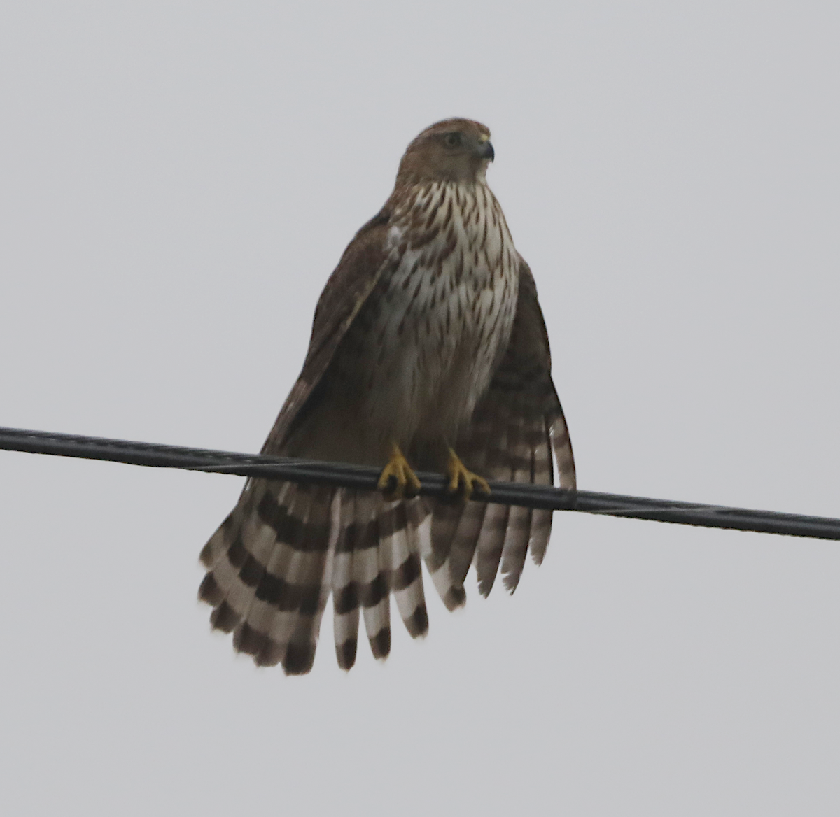 Cooper's Hawk - ML646940456