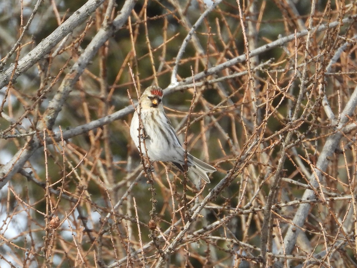 Redpoll (Common) - ML646940457