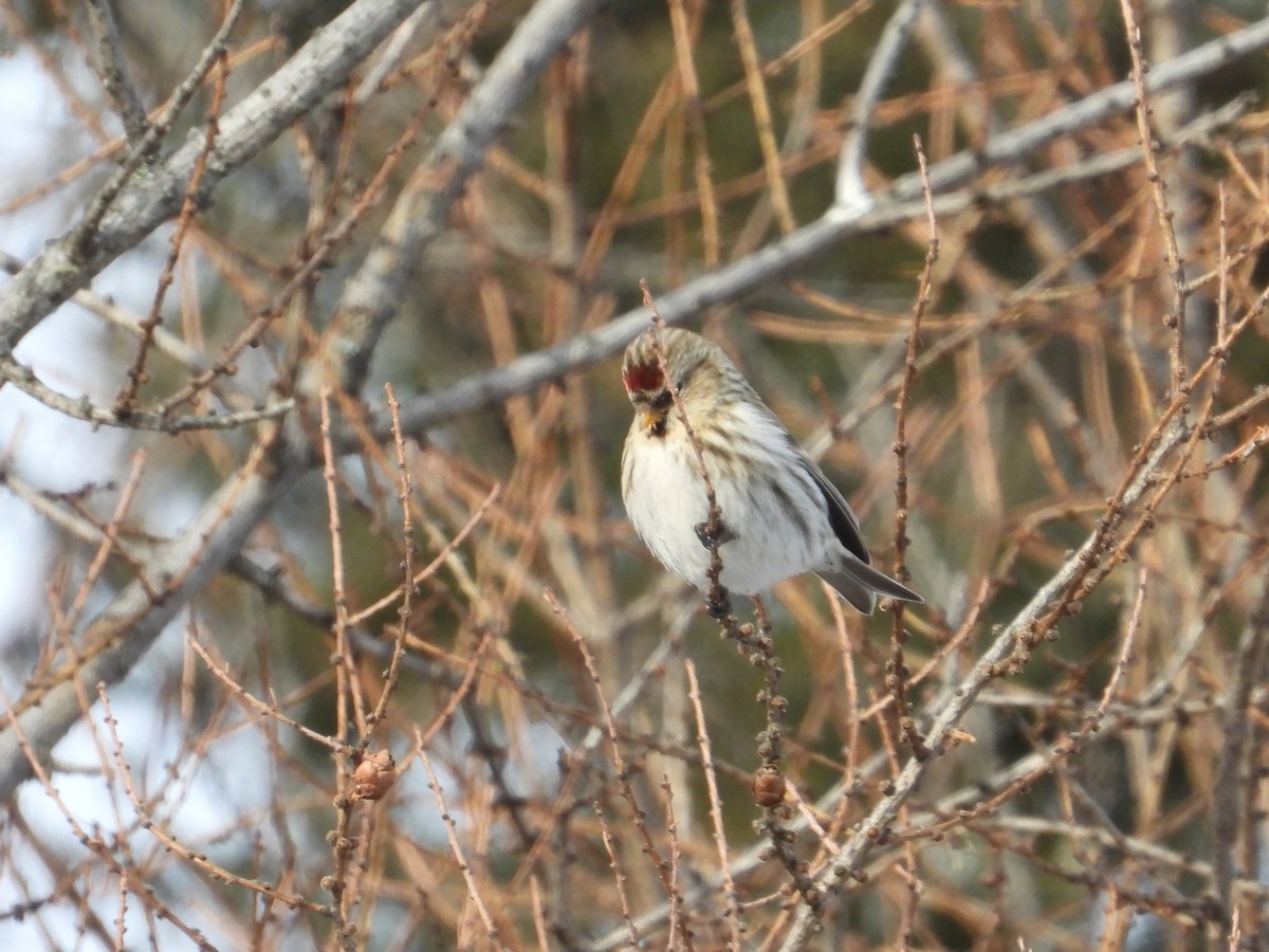 Redpoll (Common) - ML646940458