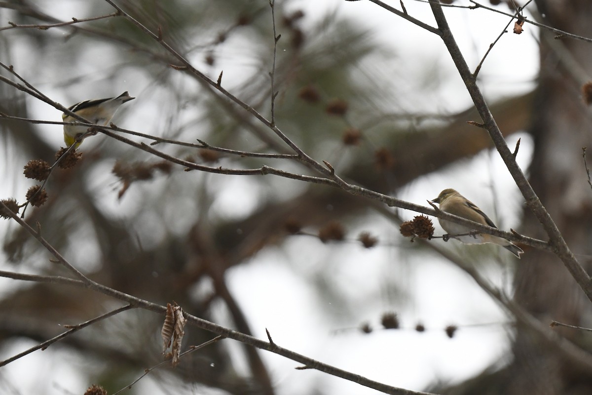 オウゴンヒワ - ML646940459