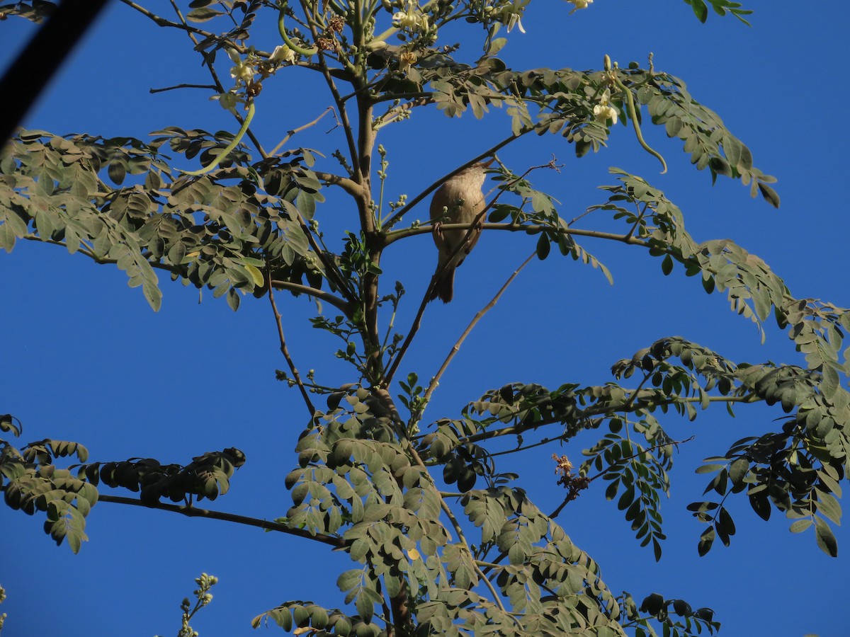 budníček zelený - ML646940465