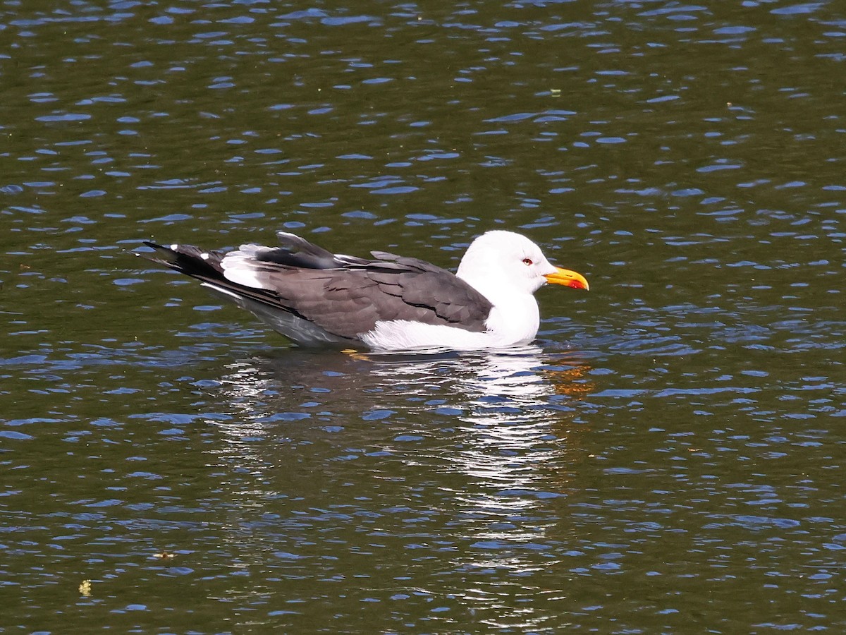 ニシセグロカモメ - ML646940466