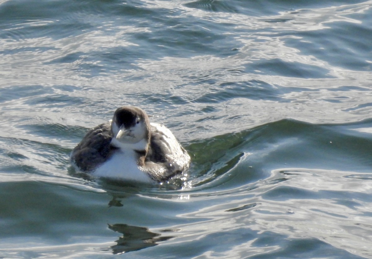 Common Loon - ML646940469