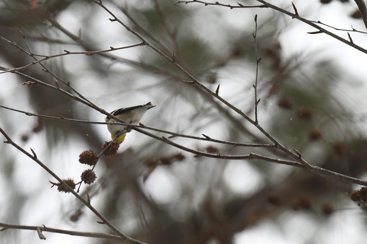 オウゴンヒワ - ML646940473