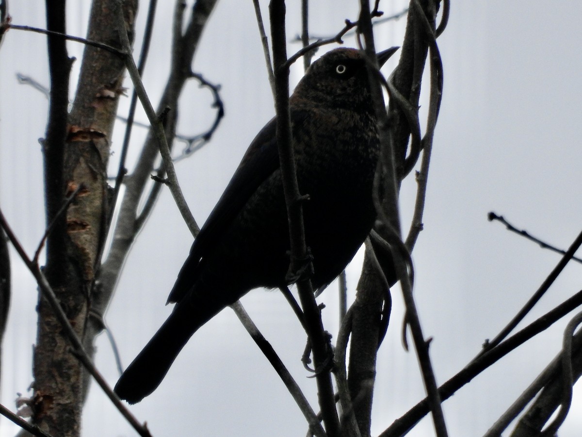 Pas Rengi Karatavuk - ML646940478