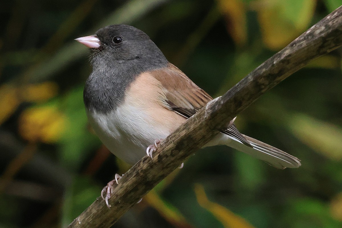 Серый юнко - ML646940479