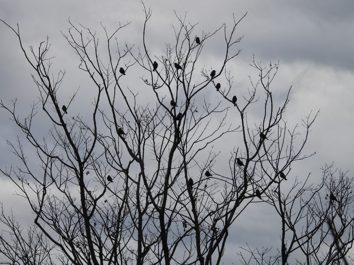 Pas Rengi Karatavuk - ML646940481