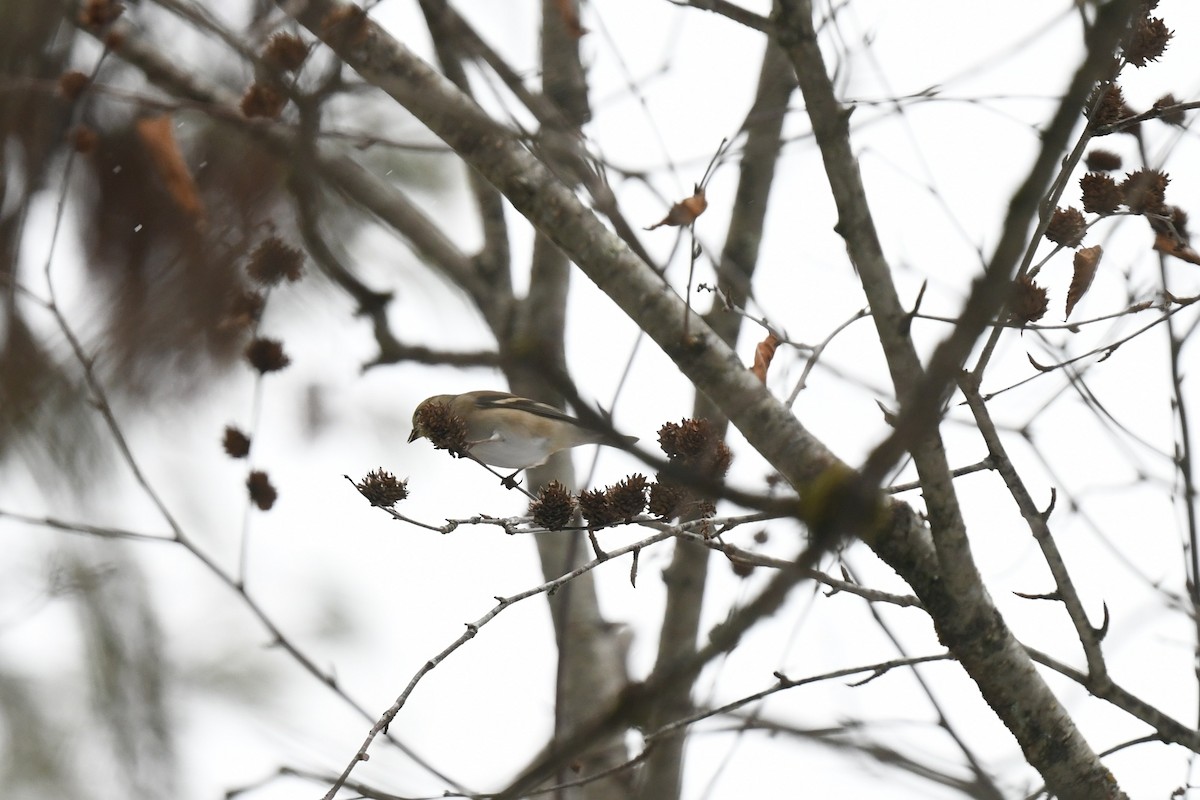 オウゴンヒワ - ML646940487