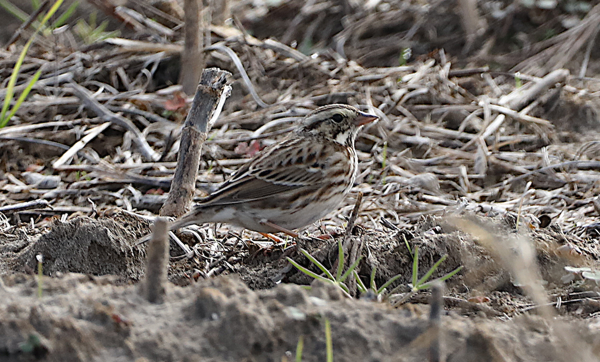 Savannah Sparrow - ML646940488