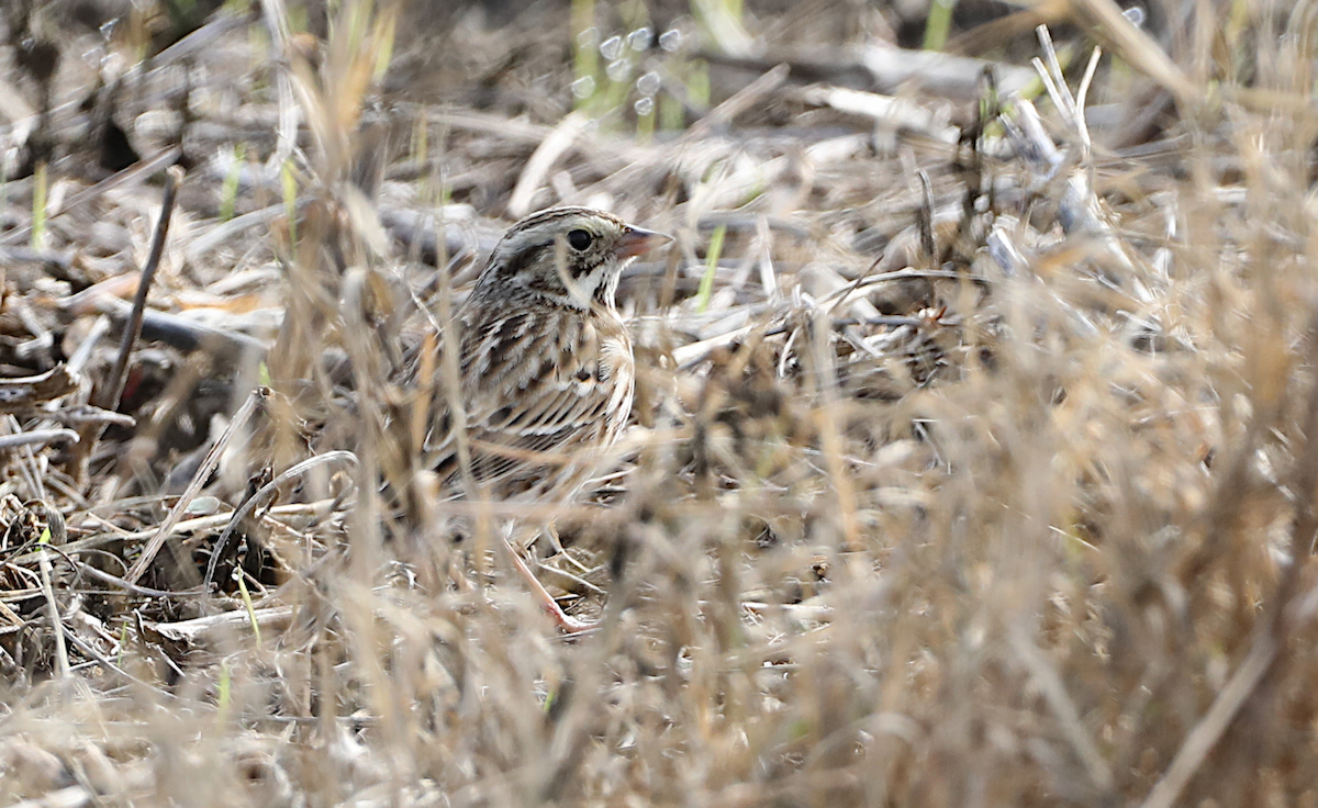 Savannah Sparrow - ML646940489
