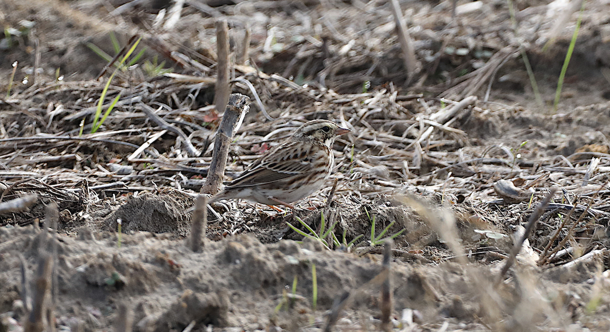 Savannah Sparrow - ML646940490