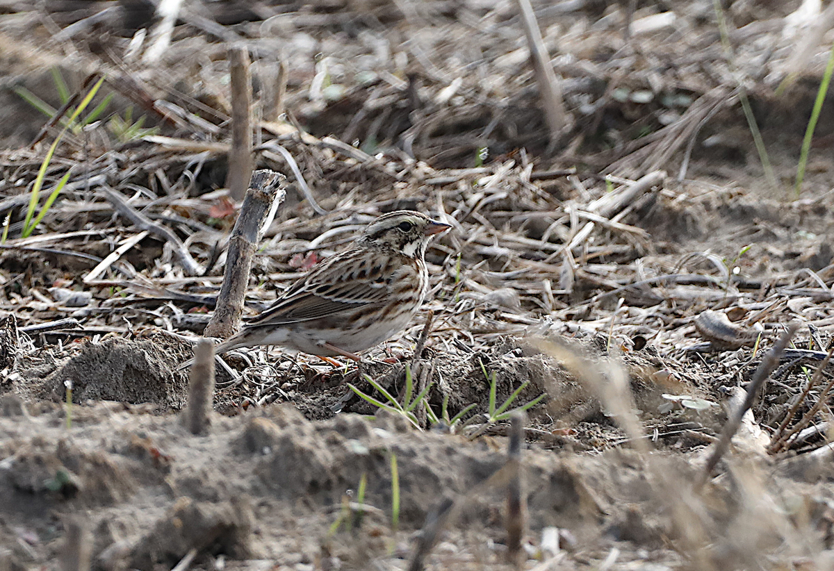 Savannah Sparrow - ML646940491