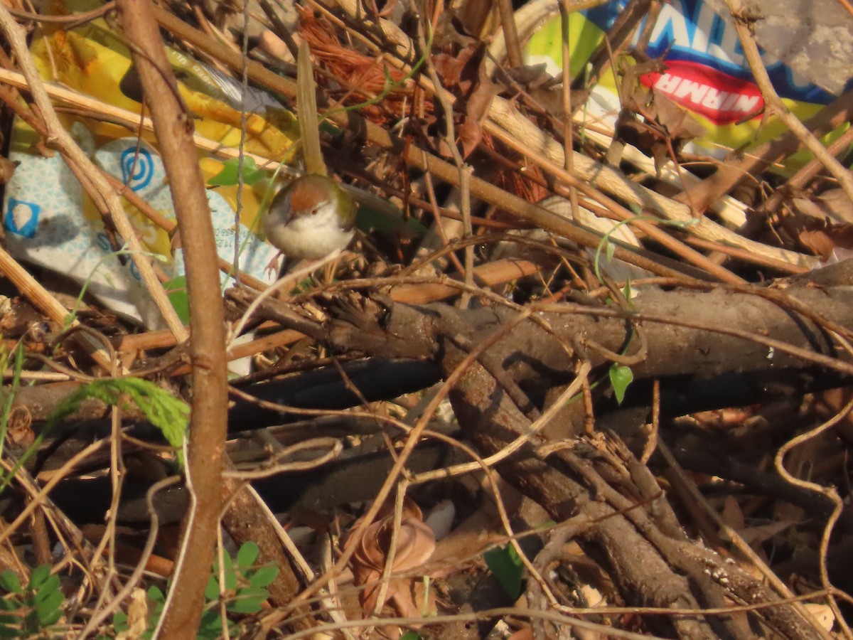 langstjertskredderfugl - ML646940493