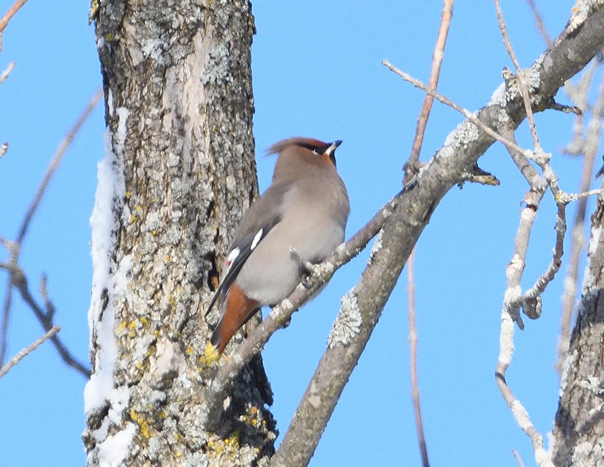 Buztanori boreala - ML646940497