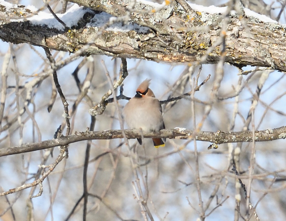 Buztanori boreala - ML646940498