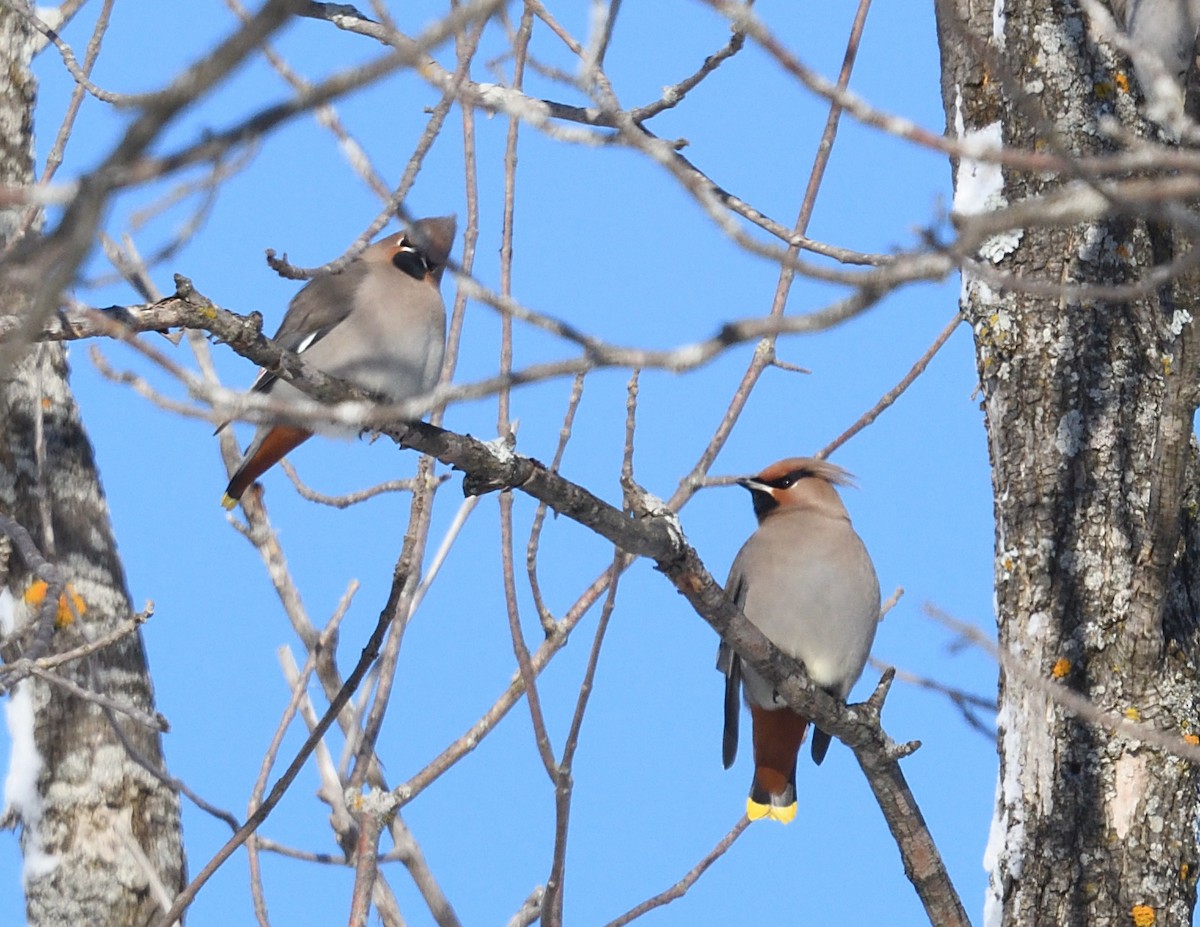 Buztanori boreala - ML646940499